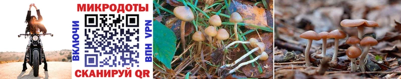 наркотики  Тюкалинск  ссылка на мегу сайт  Псилоцибиновые грибы Psilocybine cubensis 